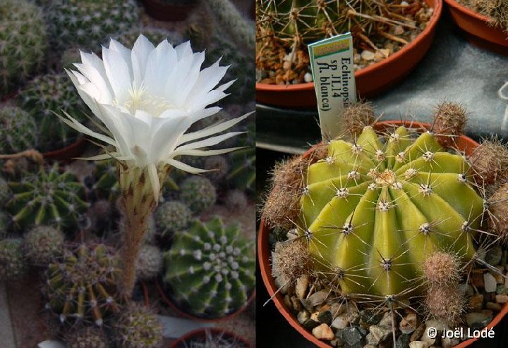 Echinopsis sp JL14-869